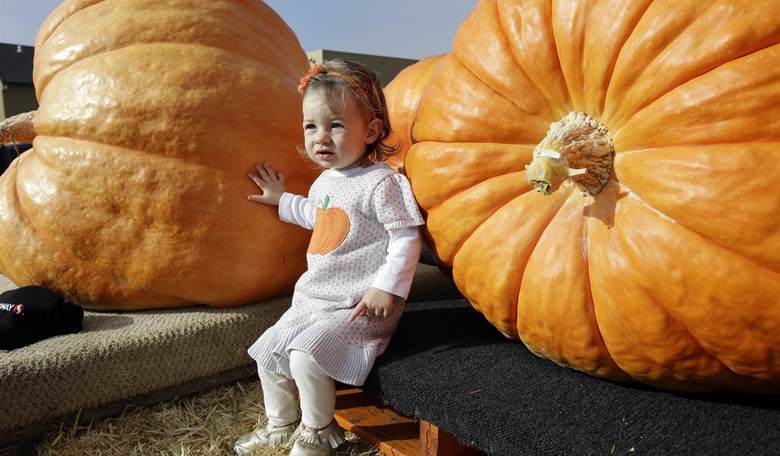 Spoiler Alert: Government Warns Pumpkins and Jack-o'-Lanterns Cause Global Warming 