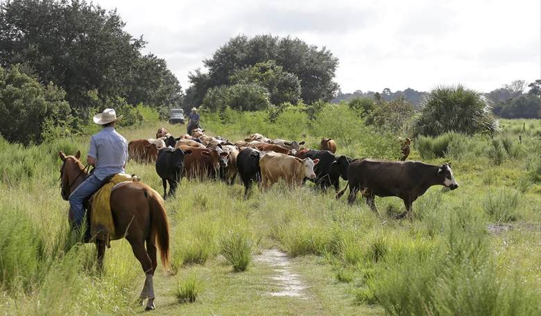 Cattle Grazing Program Exposed: Costs Taxpayers Billions
