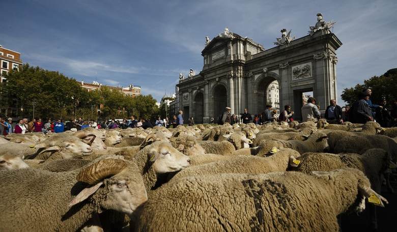 Watch: Streets of Madrid Jammed With Sheep, and That's Too Ba-a-a-ad