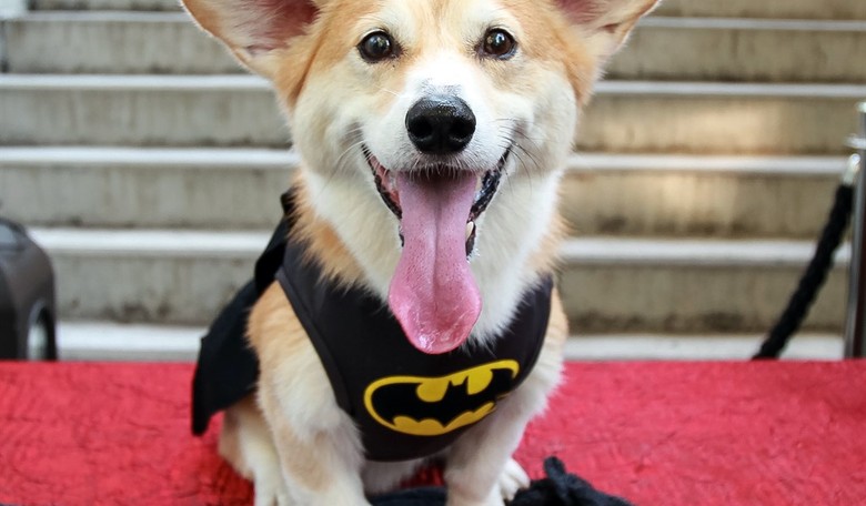 No Way: Brave Corgi Leads Pack of Stolen Dogs 11 Miles Along a Busy Chinese Freeway Back to Their Homes
