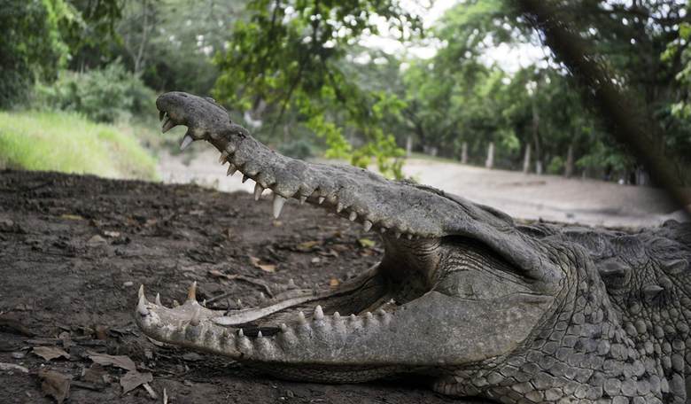 Cambridgeshire Horror: 3 Year-Old Boy Rescued After Being Thrown Into Crocodile Pit by 'Unhinged Man'  