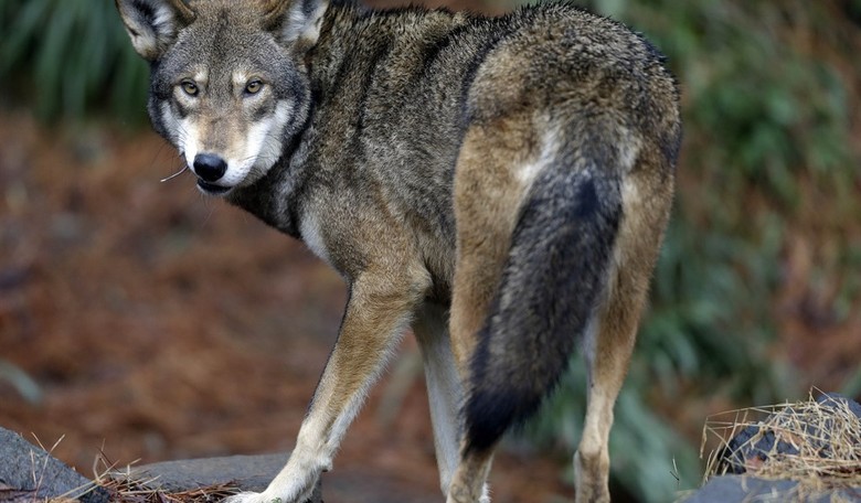 The Left is Panicking Over Much Needed Changes to the Endangered Species Act