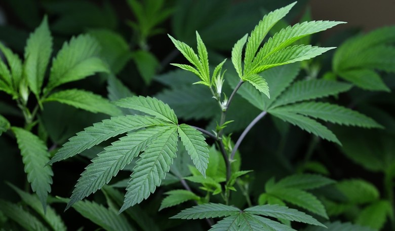 Poll: A Majority of Americans Want Marijuana Legalized 