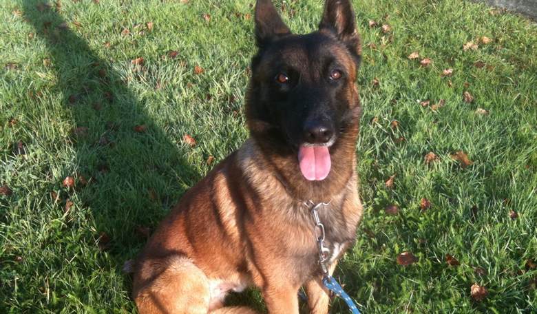 And Now for Some Good News: Dozens of Abused Belgian Malinois Freed, Sent to Happy Homes