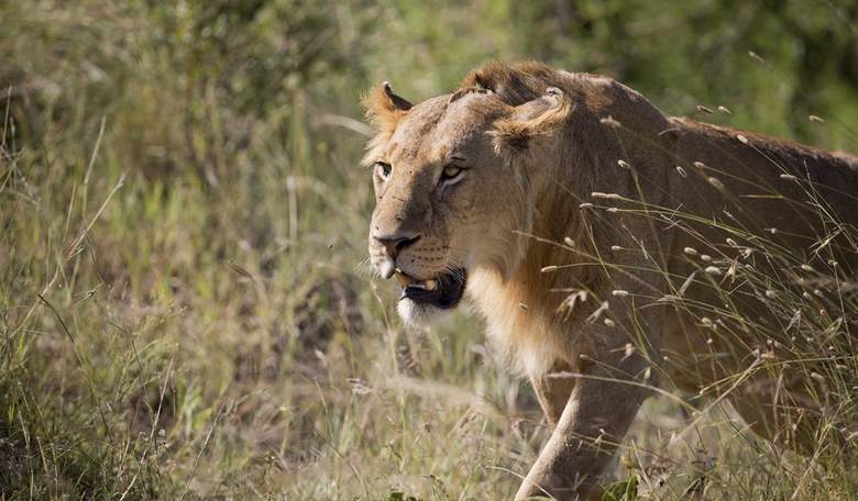 The Cecil Effect? Zimbabwean Park Ranchers Warn They May Have To Shoot 200 "Surplus" Lions