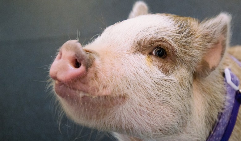 A Bunch of Oinkers: CAGW Releases Annual Pig Book That Depressingly Details The Worst Of Government Waste