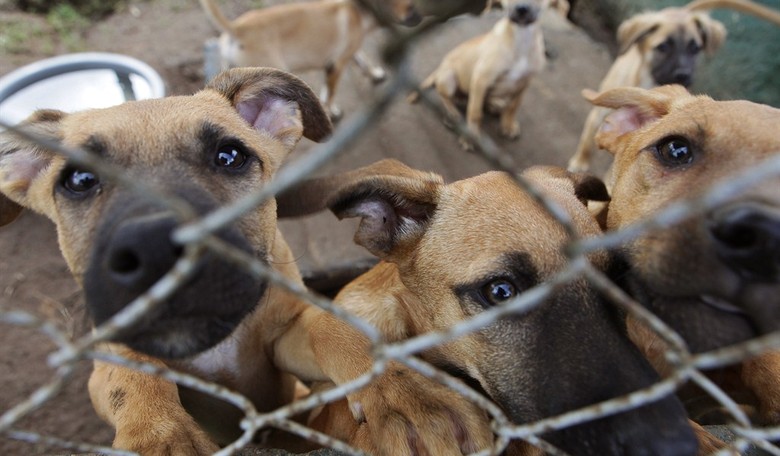 Animal Rights: Virginia PETA Shelter Has a ‘Kill Rate’ of 81 Percent 