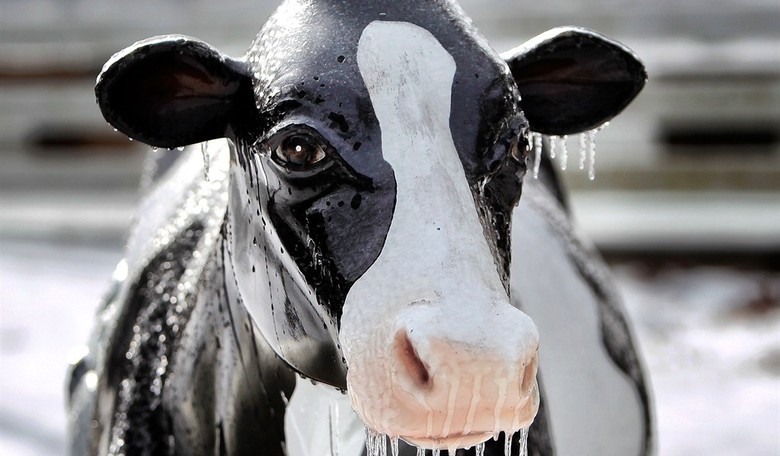 Jerry Brown Farts in General Direction of Dairy Farmers
