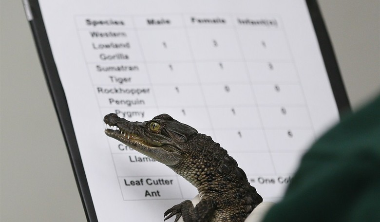 UK Being Swallowed by Its Own Imported Crocodiles