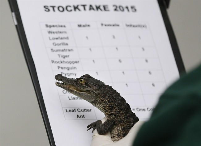 UK Being Swallowed by Its Own Imported Crocodiles