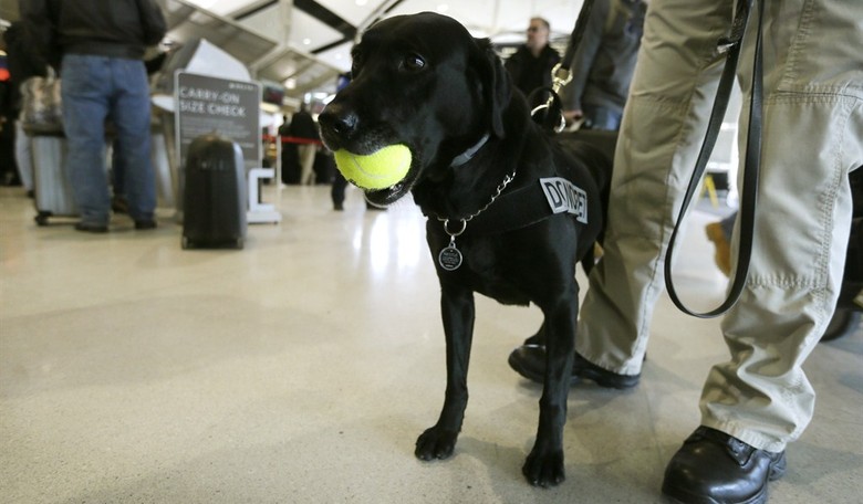 Feel-Good Friday: TSA Explosives Detection Dogs Get Great Retirement Send-Off Parties