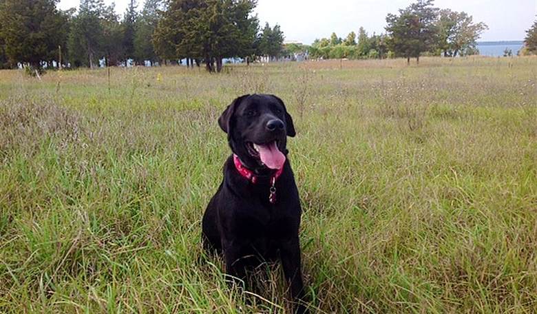 Burnham Burns Brexit Bridges, Fairford Follies Find the Harkles, and Labour Loathes Labradors