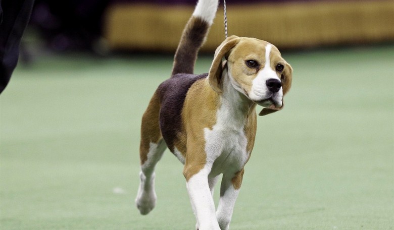 The ‘HELP PETS Act’ to Cut Funding to Universities That Harm Puppies