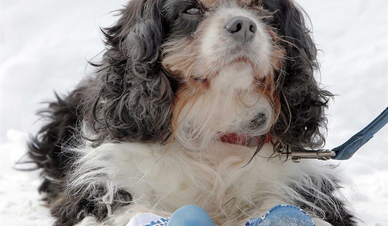Israeli Soldiers Rescue Dog Kidnapped on Oct. 7