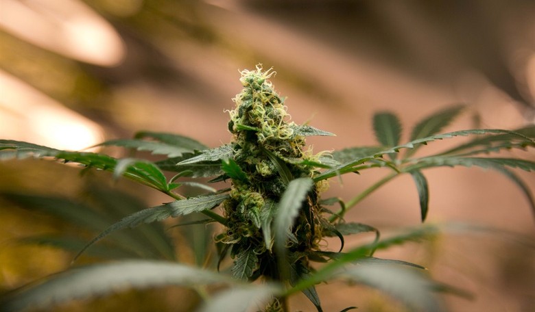 Sorry, Obama, But Legalizing Pot Is About Jobs