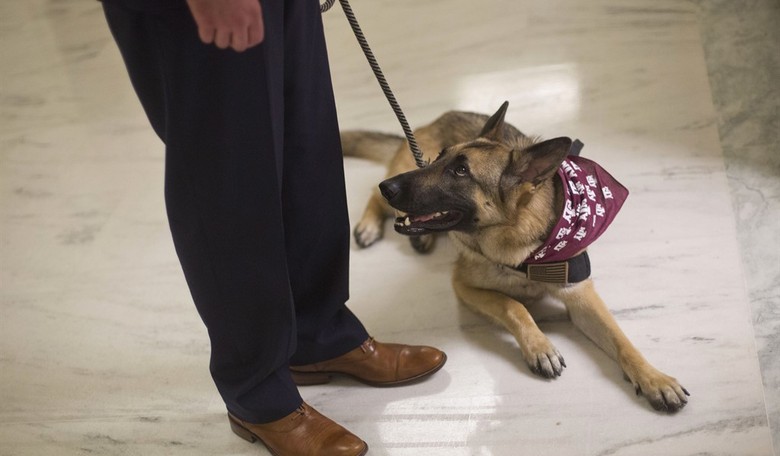 The House Unanimously Passes Bill to Expand Access to Service Dogs for Veterans with PTSD