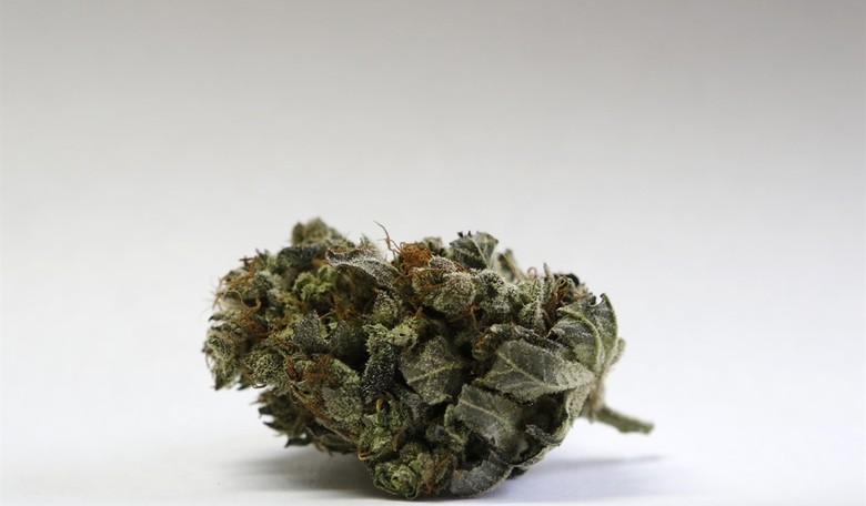 Maine To Vote on Marijuana Legalization in November