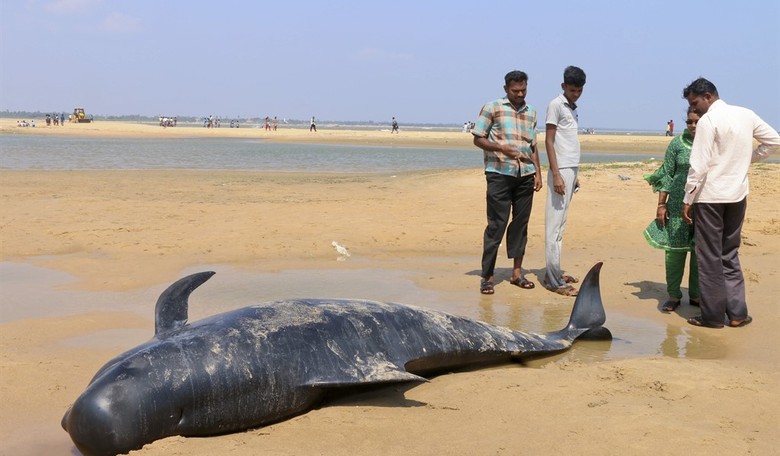 Are Wind Turbines Killing Whales?