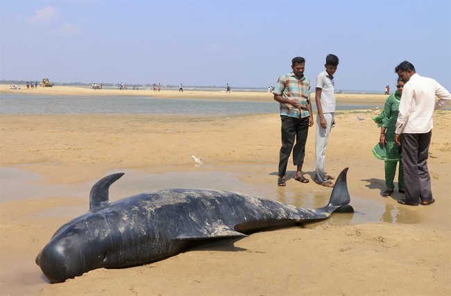Are Wind Turbines Killing Whales 