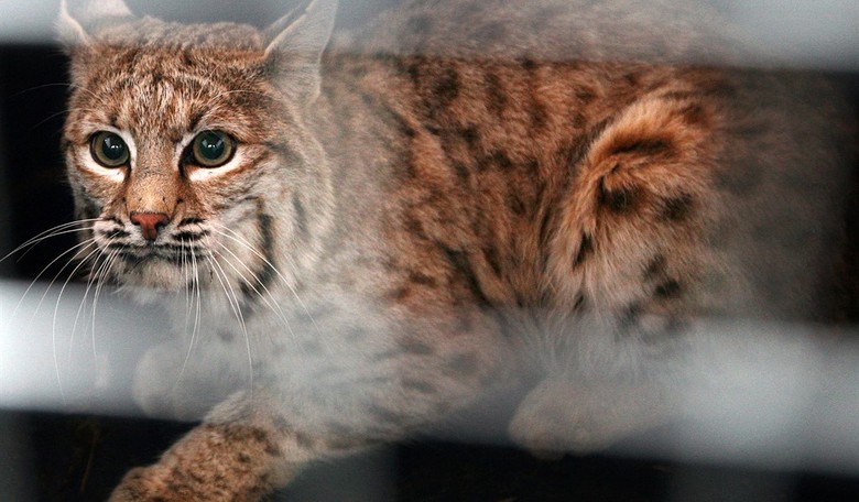 Hero Activated! Watch Concealed Carry Holder Protect His Wife From a Rabid Bobcat Attack 