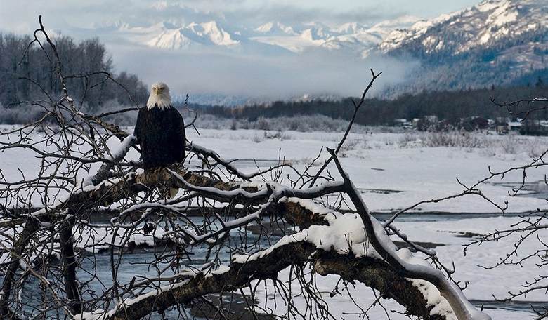 Is It a Sign? Huge Numbers of American Bald Eagles Come Together on Frozen Midwestern Lake