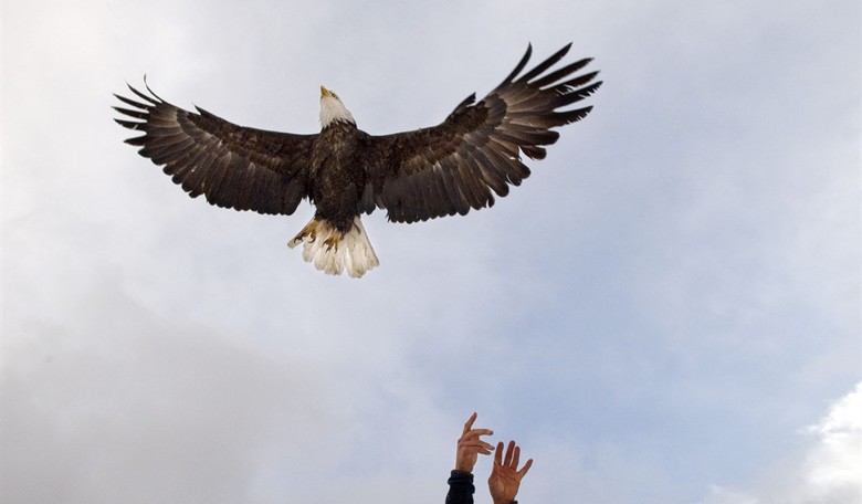 Bald Eagles: Gone with the Wind