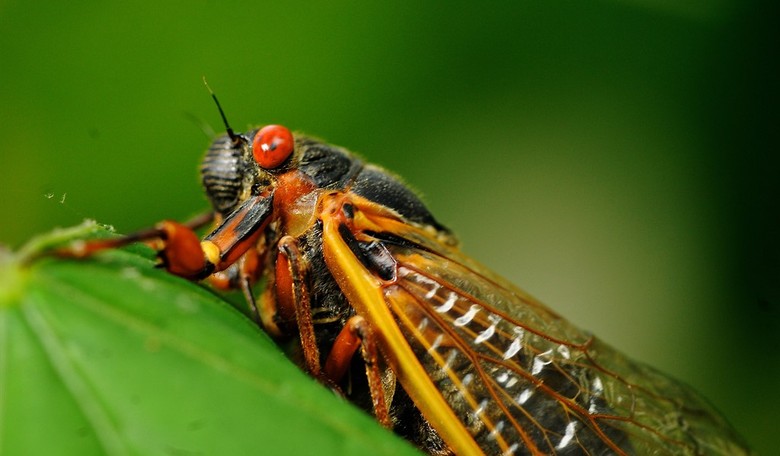 Cicada Nonsense