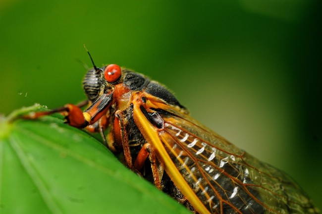 Cicadageddon Is Almost Upon Us. Here Are Some Myths and Facts You Need to Know