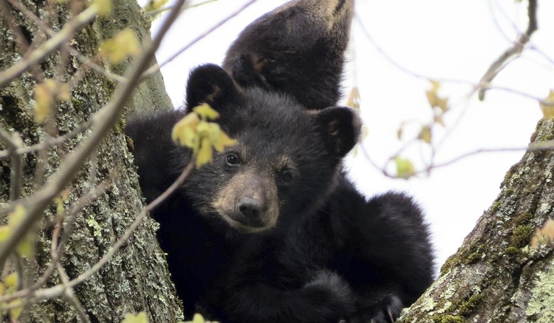 Hunting Is Conservation: I Cuddled Bears Cubs Thanks to Pittman-Robertson Act