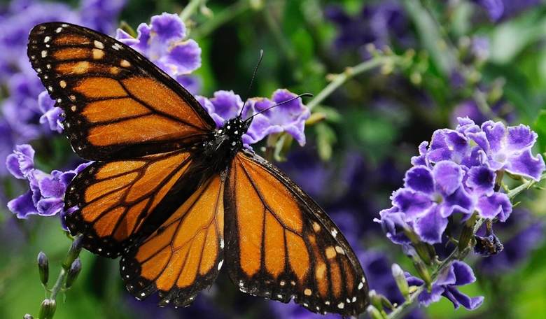 New Monarch Butterfly Protection Status: Necessary Conservation or Government Overreach? 