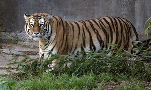 Predator Watch: Tiger Kills Man Who Entered Enclosure at Wildlife Park in England