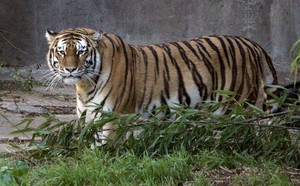 Predator Watch: Tiger Kills Man Who Entered Enclosure at Wildlife Park in England