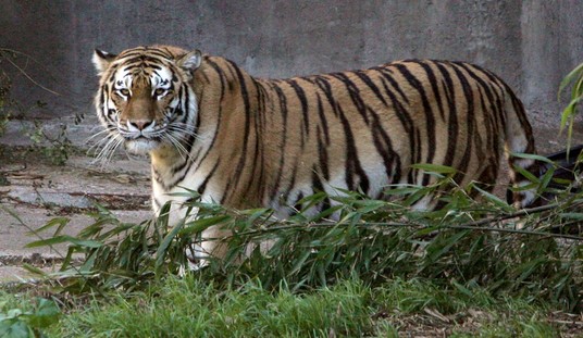 Predator Watch: Tiger Kills Man Who Entered Enclosure at Wildlife Park in England