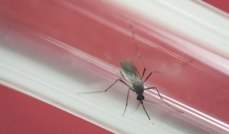 Zika, Abortion, and Population Control: The Hype and the Real Danger