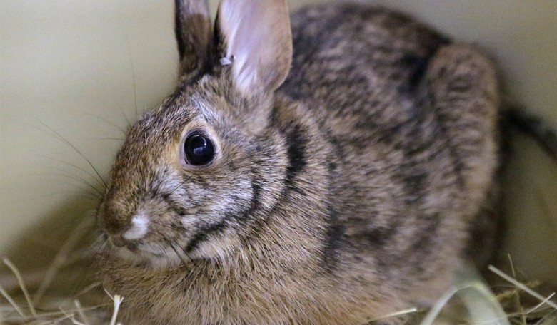 Trump Admin EPA to Eliminate All Animal Testing