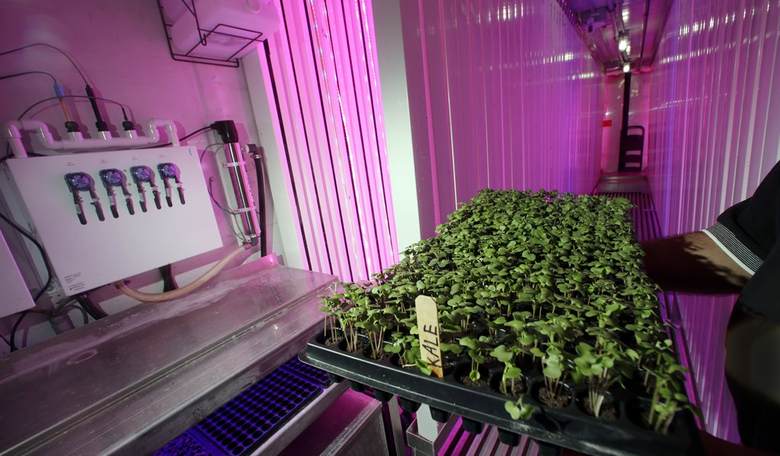 The Horrible Truth About the World's Worst Vegetable