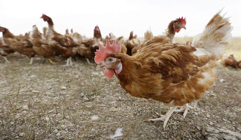 The Egg and I: Could Today’s Bird Flu Be Tomorrow’s COVID?