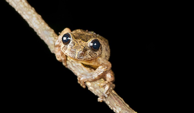 ABC News publishes story about female frogs faking their deaths, and the jokes honestly write themselves