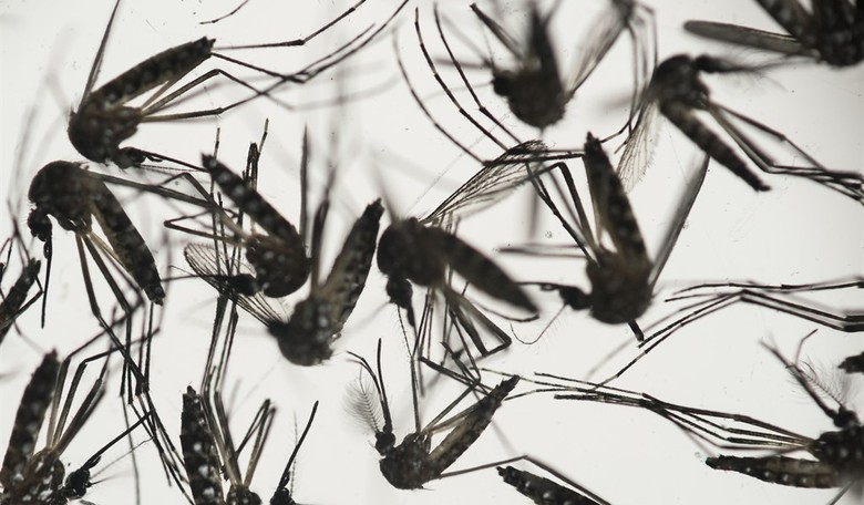 Zika Virus May Have Spread To U.S.