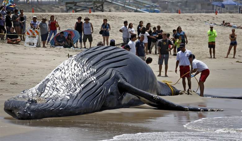 NOAA Proposes to Ignore Whales Killed by Offshore Wind 