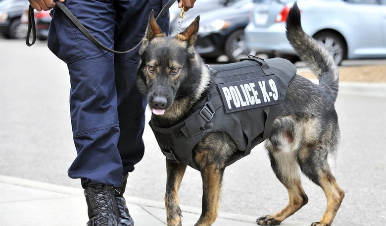 Feel-Good Friday: Powerhouse K-9s, and a Tearful Reunion, Are Your Weekend Palate Cleansers