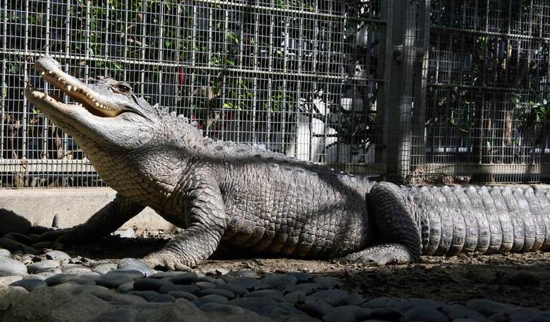 Unreal: NBC Reporter Whines That Illegals at Alligator Alcatraz Might Get Injured If They Try to Escape