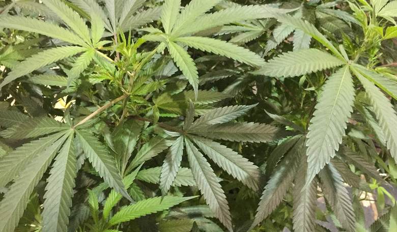 REPORT: Feds Might Actually Reschedule Marijuana in DEA's Largest Drug Regulation Overhaul in 50 Years