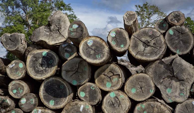 Wooden Walls, Cleaner Wards: When Science Reconsiders the Basics