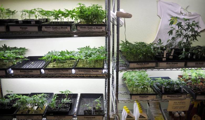 American Legion: The DEA Should Reclassify Marijuana To Help Treat PTSD