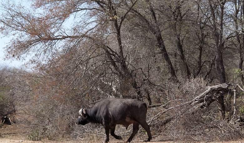 No Bull: Water Buffalo on the Loose in Iowa