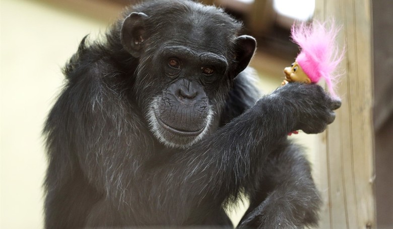 Now We're Talking: Chimps Build Ladder To Escape From Northern Ireland Zoo