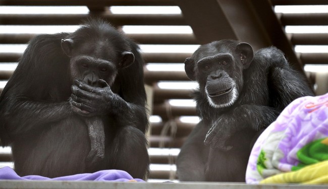 Of Chimps and Aborted Children