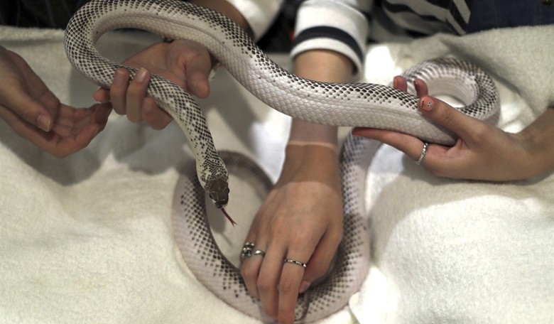 Slither River: Large Scale Disaster Sends a Venomous Nile of Reptiles Flooding into a Chinese Village