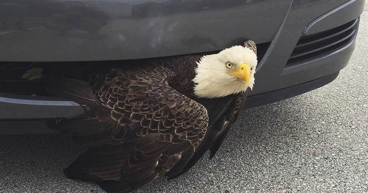 Ignore All of the World Cup Meltdowns; This German Road Trip Account Marveling at America Is Glorious